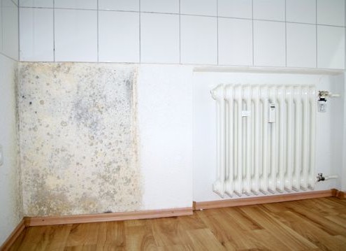 Removing Mould and Fungus for Painting