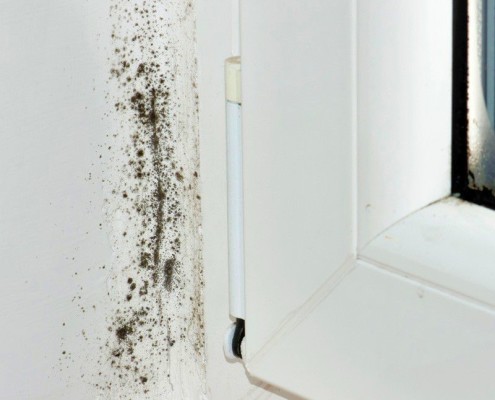 Black Mould Removal for Painting
