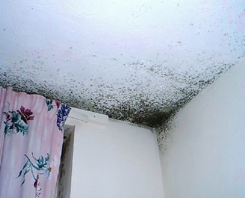 Black Mould Removal for Painting