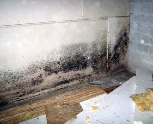 Black Mould Removal for Painting