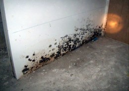 Black Mould Removal for Painting