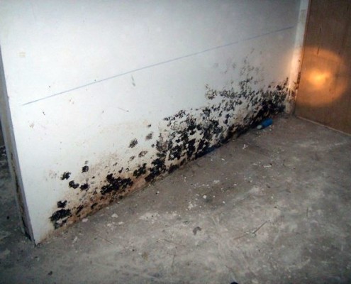 Black Mould Removal for Painting